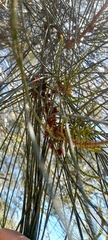 Casuarina cunninghamiana