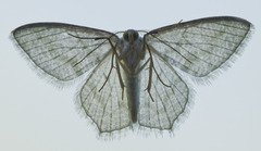 Chloropteryx