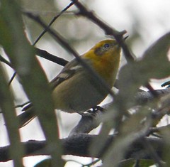 Peucedramus taeniatus