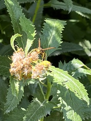 Mischocyttarus flavitarsis