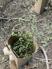 Coprosma crassifolia