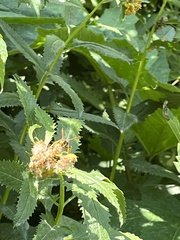 Mischocyttarus flavitarsis