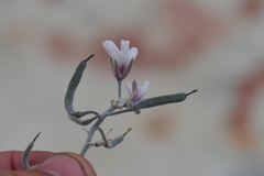 Nerisyrenia camporum