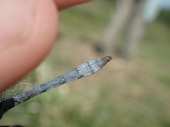 Micrathyria ringueleti