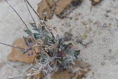 Nerisyrenia camporum