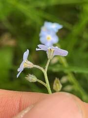 Myosotis