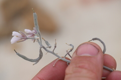 Nerisyrenia camporum