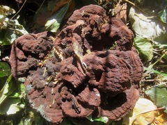 Phaeolus schweinitzii