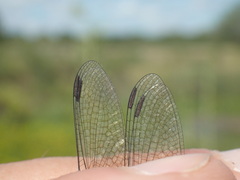 Micrathyria ringueleti