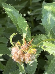 Mischocyttarus flavitarsis