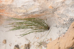 Polygala scoparioides