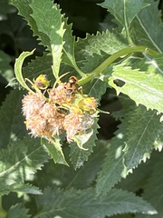 Mischocyttarus flavitarsis