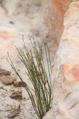 Polygala scoparioides