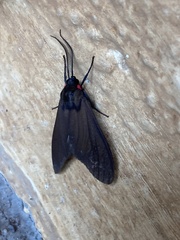 Halysidota