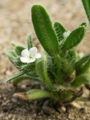 Amsinckiopsis kingii