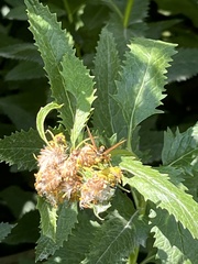 Mischocyttarus flavitarsis