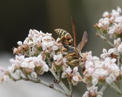 Polistes exclamans