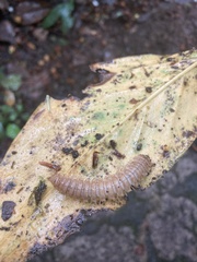 Halysidota