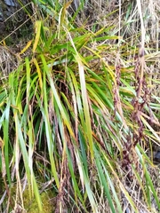 Machaerina sinclairii