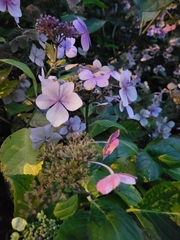 Hydrangea chinensis