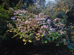 Hydrangea chinensis