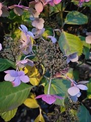 Hydrangea chinensis