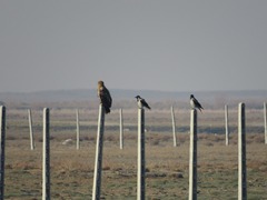 Corvus cornix sharpii