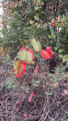 Vitis californica