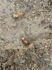 Camponotus sansabeanus