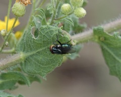 Cochliomyia