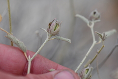 Hibiscus denudatus