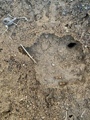 Camponotus sansabeanus