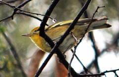 Peucedramus taeniatus