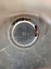Camponotus sansabeanus