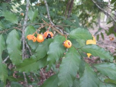 Toechima daemelianum