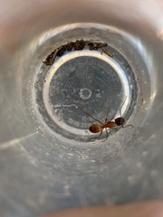 Camponotus sansabeanus