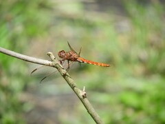Orthemis nodiplaga