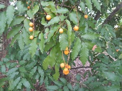 Toechima daemelianum