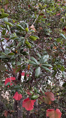 Quercus agrifolia