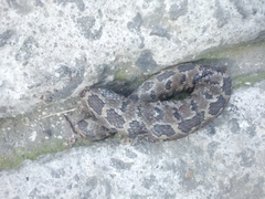 Crotalus ravus