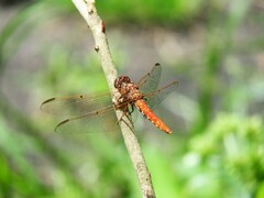 Orthemis nodiplaga