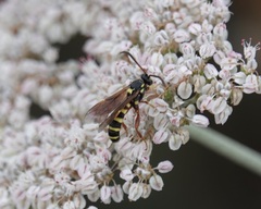 Myzinum quinquecinctum