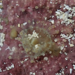 Pseudocorynactis
