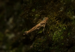 Pyroderces falcatella