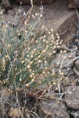 Menodora scabra