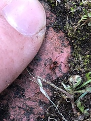 Ostearius melanopygius