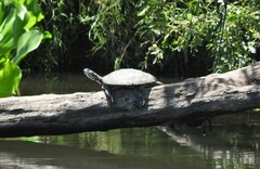Phrynops williamsi