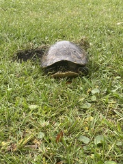 Pseudemys peninsularis