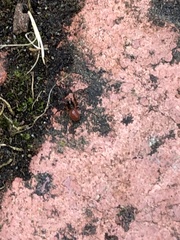 Ostearius melanopygius