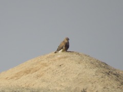 Buteo buteo vulpinus